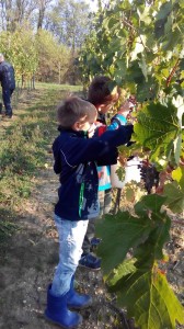 IMG 20170928 085318 (Large)